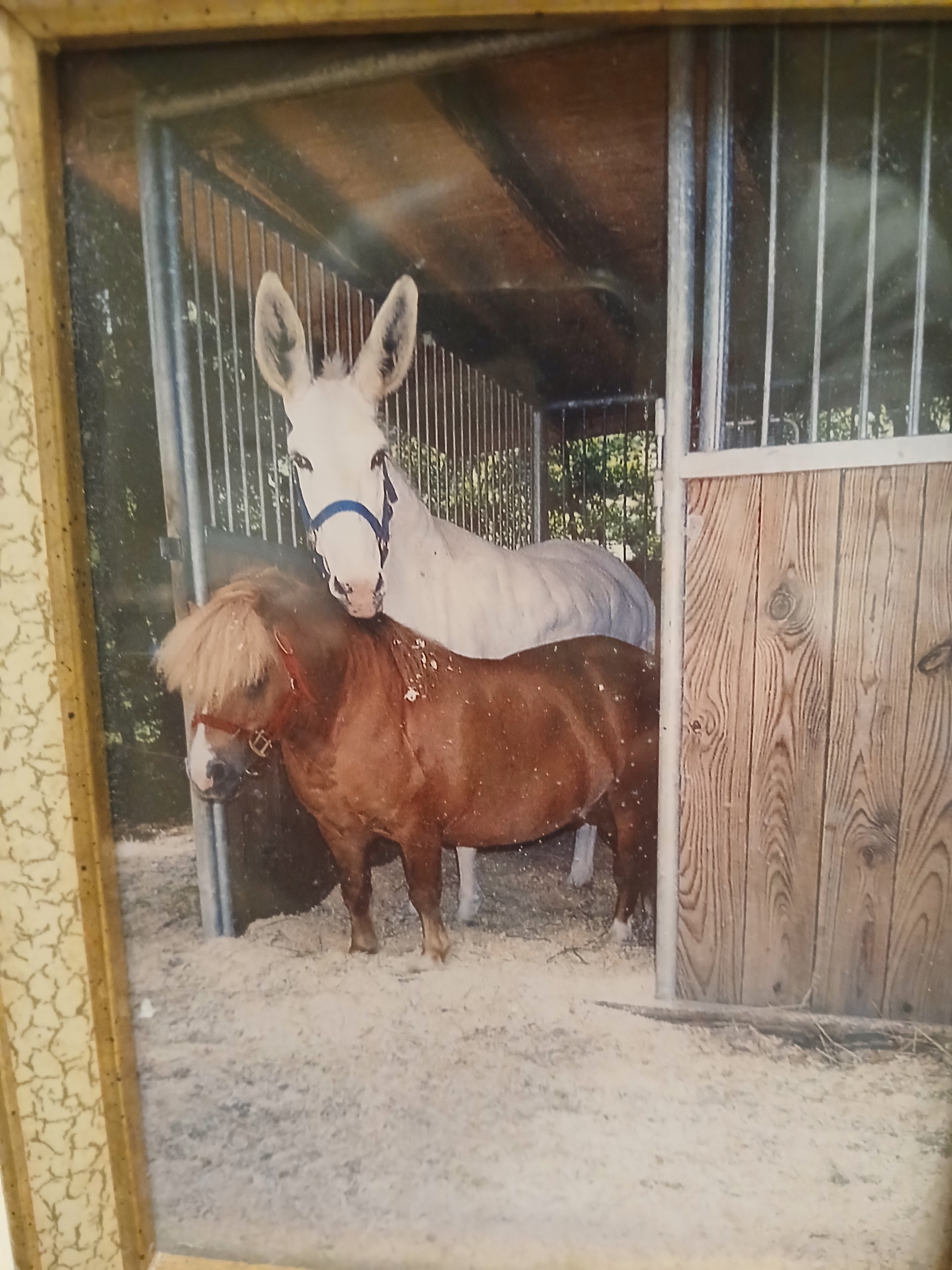 Horses in pasture