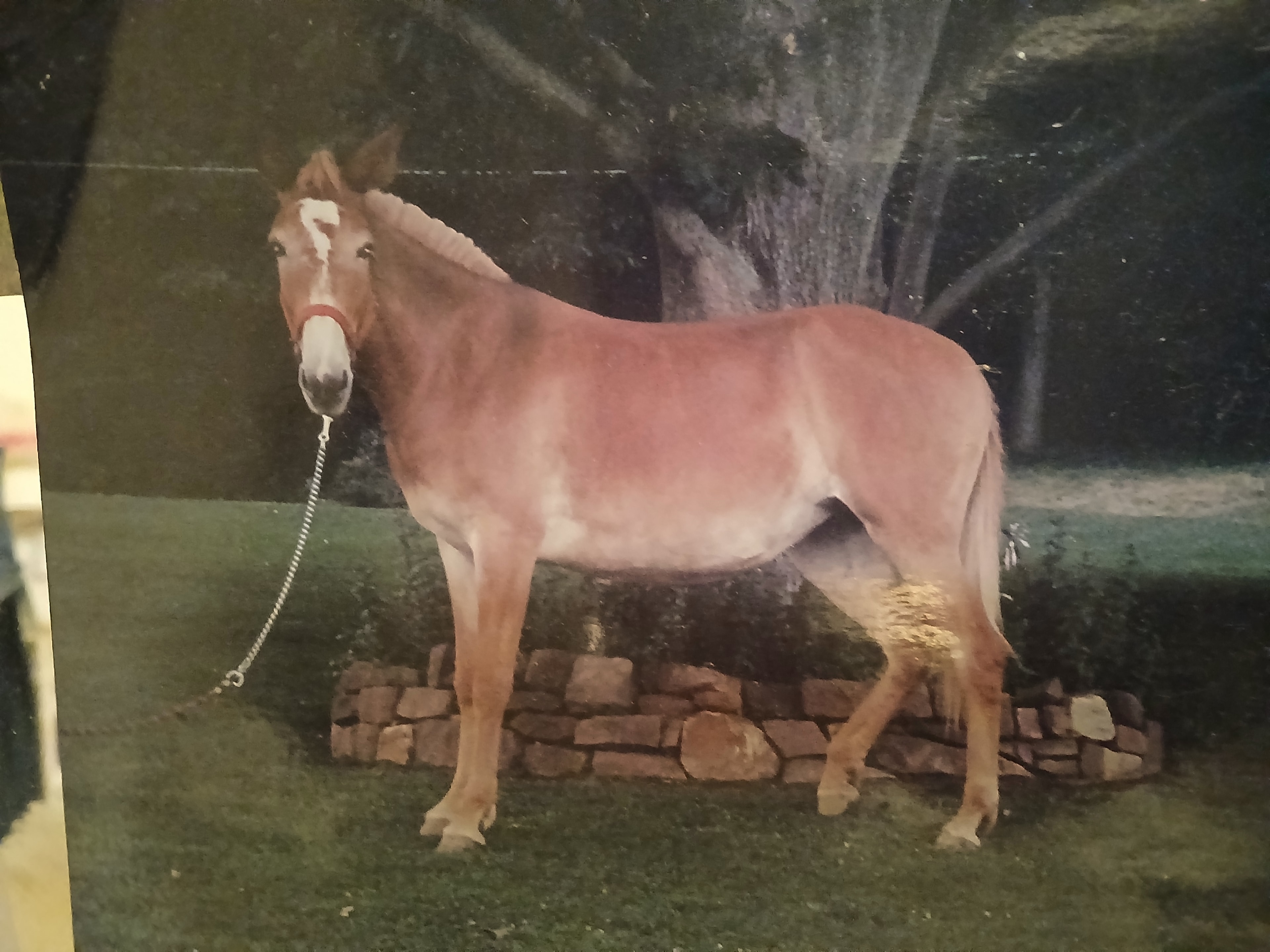 Horse & Equine Care